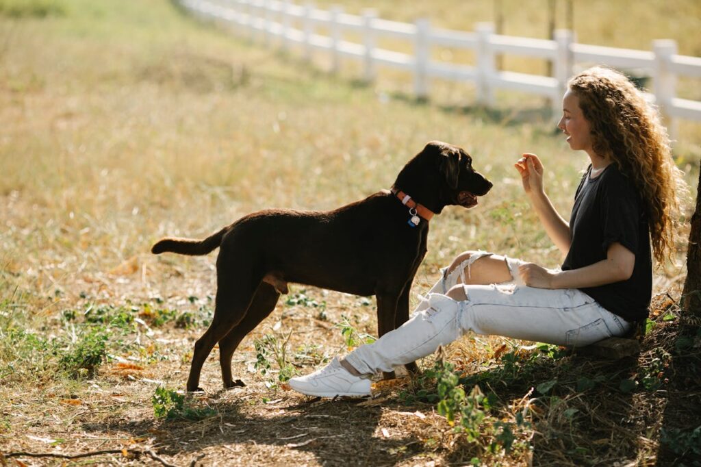 Full body side view of young female owner training Labrador Retriever with collar while sitting on grassy ground in countryside